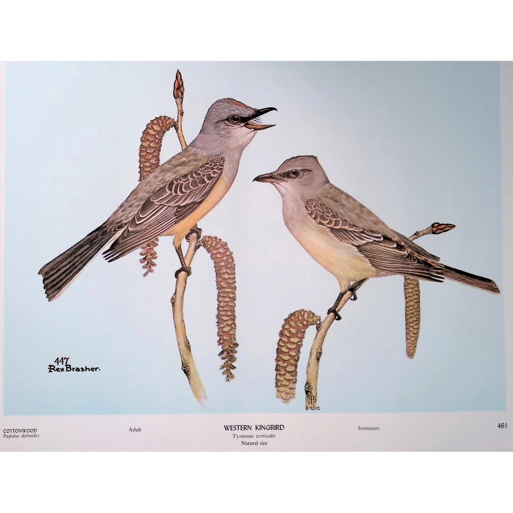 1968 Rex Brasher Western KingBird Vintage Original Book Plate Wall Art Decor